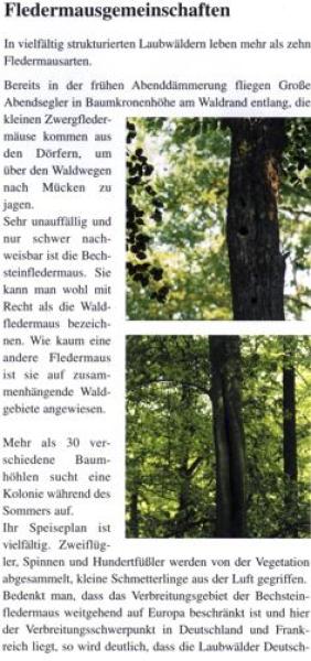 Faltblatt 'Fledermäuse im Wald' (Seite 3)